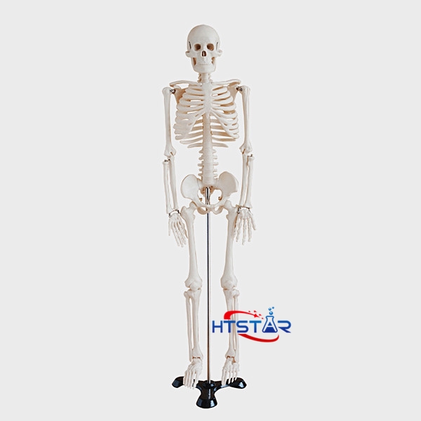 Human Skeleton Model Cm Biological Teaching Models With Plastic Base