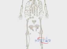 Disarticulated Human Skeleton Model Full Parts Biological Teaching Models (1)