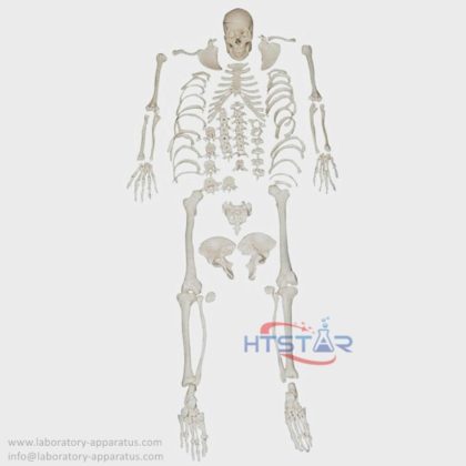 Disarticulated Human Skeleton Model Full Parts Biological Teaching Models