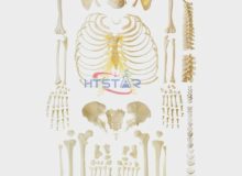 Disarticulated Human Skeleton Model Full Parts Biological Teaching Models (2)