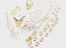 Disarticulated Human Skeleton Model Full Parts Biological Teaching Models (3)