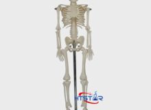 Human Skeleton Model 45cm Biological Teaching Models With Plastic Base (1)