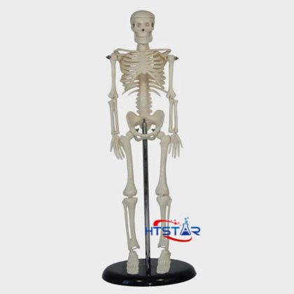 Human Skeleton Model 45cm Biological Teaching Models With Plastic Base