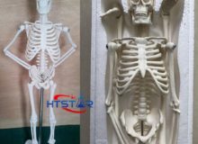 Human Skeleton Model 45cm Biological Teaching Models With Plastic Base (3)