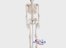 Human Skeleton Model 85cm Biological Teaching Models With Plastic Base (1)