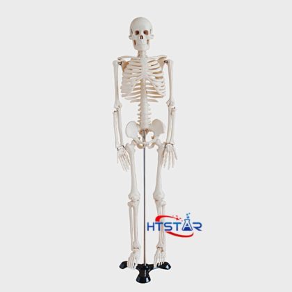 Human Skeleton Model 85cm Biological Teaching Models With Plastic Base