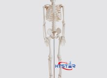 Human Skeleton Model 85cm Biological Teaching Models With Plastic Base (2)