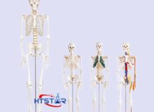 Human Skeleton Model 85cm Biological Teaching Models With Plastic Base (3)