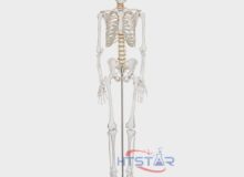 Human Skeleton Model With Nerve 170cm Biological Lab Teaching Models (1)