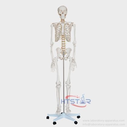 Human Skeleton Model With Nerve 170cm Biological Lab Teaching Models