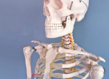 Human Skeleton Model With Nerve 170cm Biological Lab Teaching Models (2)