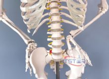 Human Skeleton Model With Nerve 170cm Biological Lab Teaching Models (3)