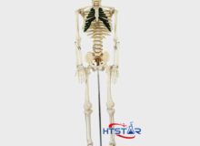 Human Skeleton Model With Nerve 85cm Biological Lab Teaching Models (1)