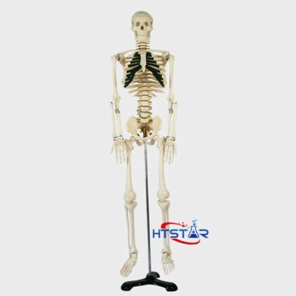 Human Skeleton Model With Nerve 85cm Biological Lab Teaching Models