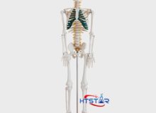 Human Skeleton Model With Nerve 85cm Biological Lab Teaching Models (2)
