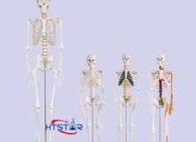 Human Skeleton Model With Nerve 85cm Biological Lab Teaching Models (3)