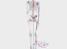 Human Skeleton Model With Nerve Ligament Muscles 170cm Biology Model (1)