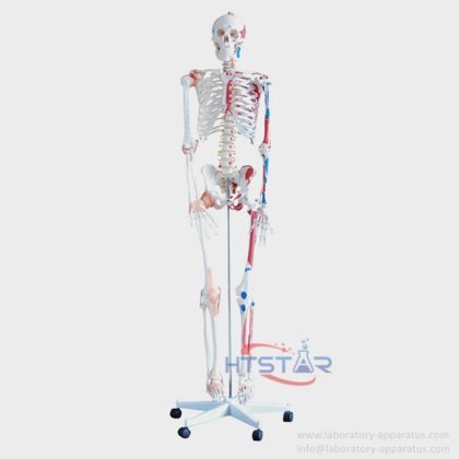 Human Skeleton Model With Nerve Ligament Muscles 170cm Biology Model