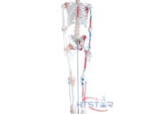 Human Skeleton Model With Nerve Ligament Muscles 170cm Biology Model (2)