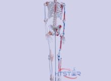 Human Skeleton Model With Nerve Ligament Muscles 170cm Biology Model (3)