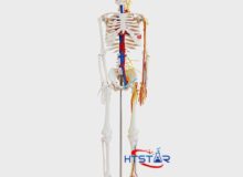 Human Skeleton Model with Heart and Blood Vessels 85cm Teaching Model (1)