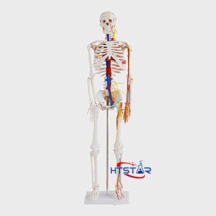 Human Skeleton Model with Heart and Blood Vessels 85cm Teaching Model