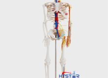 Human Skeleton Model with Heart and Blood Vessels 85cm Teaching Model (2)