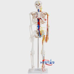Good Price Anatomical Human Teaching Skeleton Nerves Blood Vessels Natural Size Pvc Model
