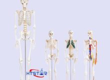 Human Skeleton Model with Heart and Blood Vessels 85cm Teaching Model (3)