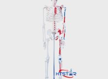 Quality Human Skeleton Model with Heart Blood Vessels and Muscles 85cm (1)