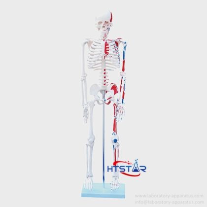 Quality Human Skeleton Model with Heart Blood Vessels and Muscles 85cm