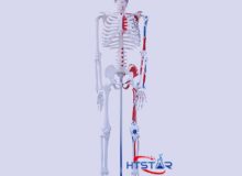 Quality Human Skeleton Model with Heart Blood Vessels and Muscles 85cm (2)