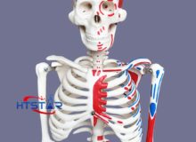 Quality Human Skeleton Model with Heart Blood Vessels and Muscles 85cm (3)